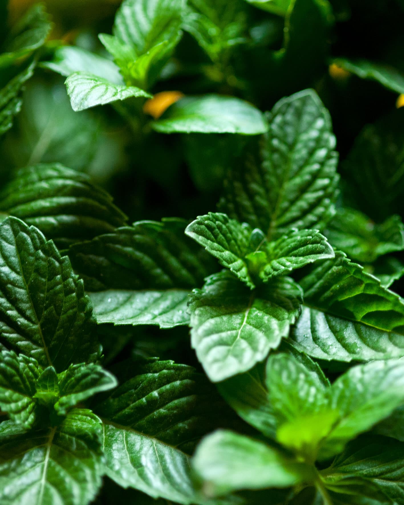 Mint